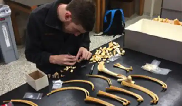 An zooarchaeological researcher looks at animal bones