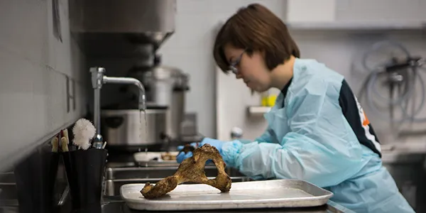An FAC student cleaning bones